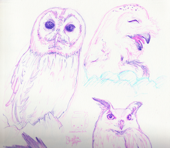 sketch_owl01