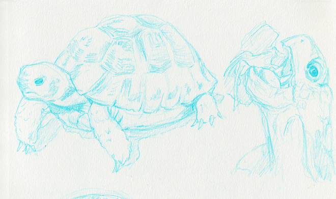 Sketch_Turtle