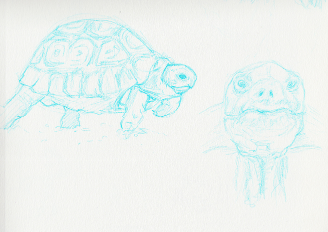 sketch_turtle02