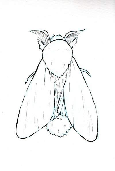 moth03